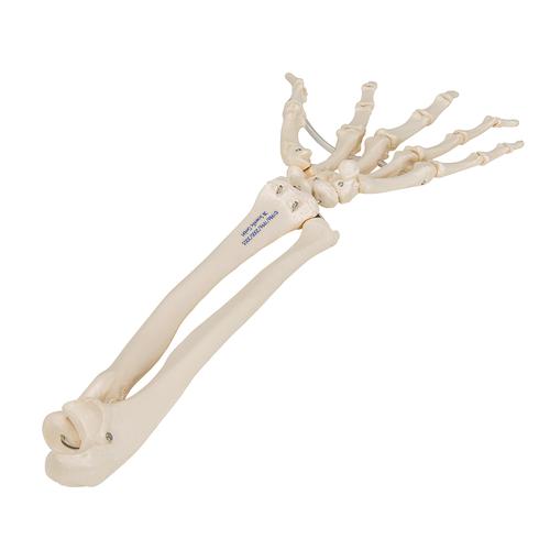 Esqueleto de la mano con partes de ulna y radio, ensartado flexiblemente - 3B Smart Anatomy, 1019369 [A40/3], Modelos de esqueleto de brazo y mano