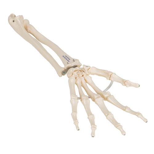 Human Hand Skeleton Model with Ulna & Radius, Elastic Mounted String - 3B Smart Anatomy, 1019369 [A40/3], Arm and Hand Skeleton Models