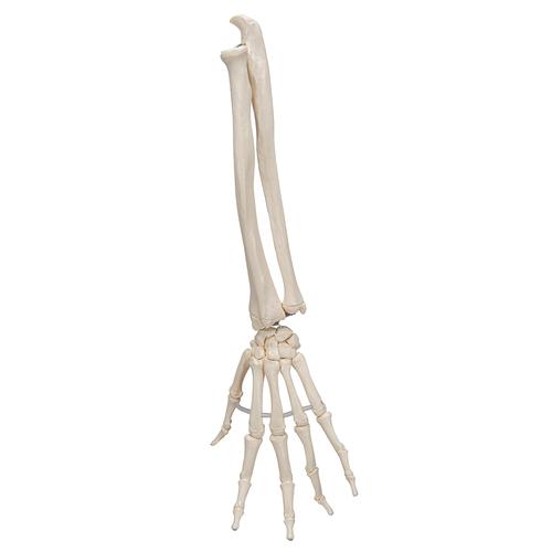 Esqueleto de la mano con partes de ulna y radio, ensartado flexiblemente - 3B Smart Anatomy, 1019369 [A40/3], Modelos de esqueleto de brazo y mano