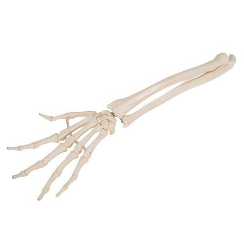 Модель скелета кисти с фрагментами локтевой и лучевой костей, на гибком креплении - 3B Smart Anatomy, 1019369 [A40/3], Модели скелета руки и кисти