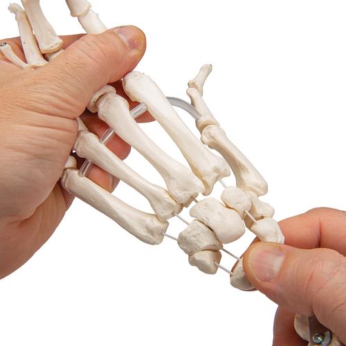 手骨骼，带有部分尺骨和桡骨，灵活移动连接 - 3B Smart Anatomy, 1019369 [A40/3], 胳膊和手骨骼模型