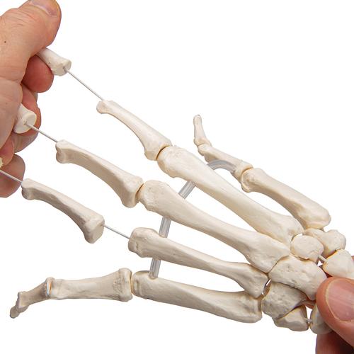 Human Hand Skeleton Model with Ulna & Radius, Elastic Mounted String - 3B Smart Anatomy, 1019369 [A40/3], Arm and Hand Skeleton Models