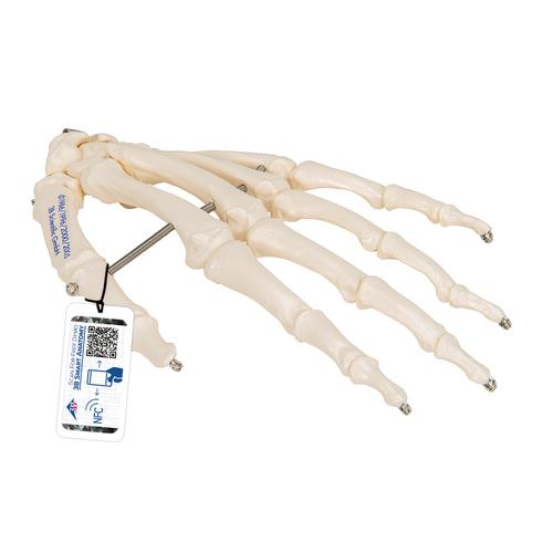 Esqueleto da Mão montado em arame, 1019367 [A40], Modelos de esqueletos do braço e mão