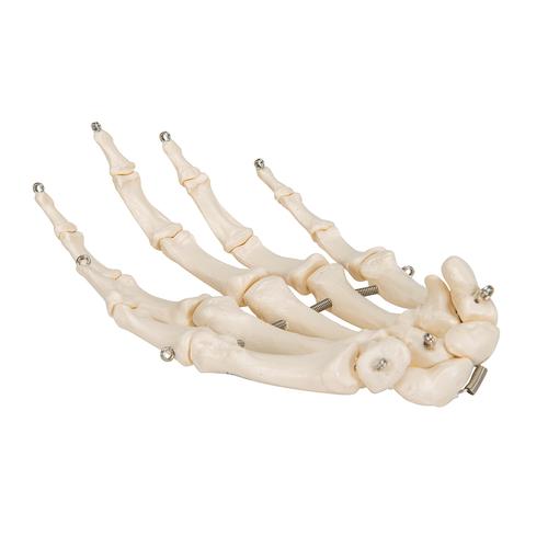 Human Hand Skeleton Model, Wire Mounted - 3B Smart Anatomy, 1019367 [A40], Arm and Hand Skeleton Models