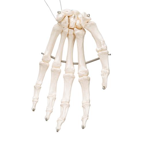 Handskelett Modell, auf Draht gezogen - 3B Smart Anatomy, 1019367 [A40], Hand- und Armskelett Modelle