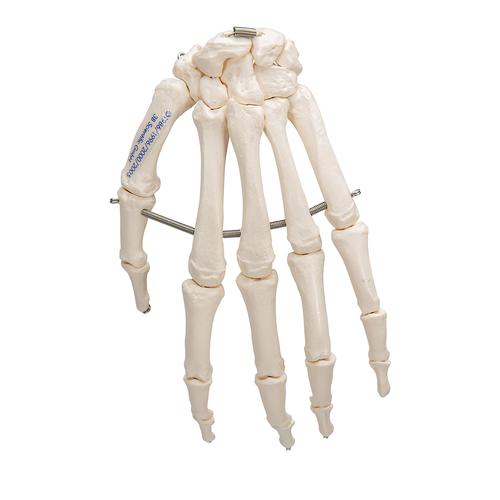 Human Hand Skeleton Model, Wire Mounted - 3B Smart Anatomy, 1019367 [A40], Arm and Hand Skeleton Models