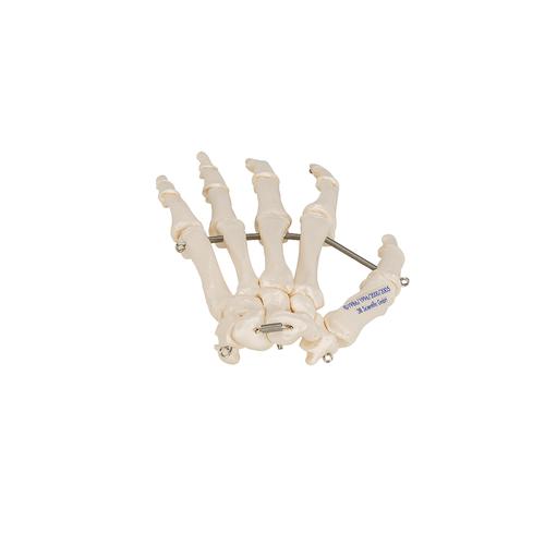 Kézfej csontos váza, 1019367 [A40], Kar és kézfej modellek