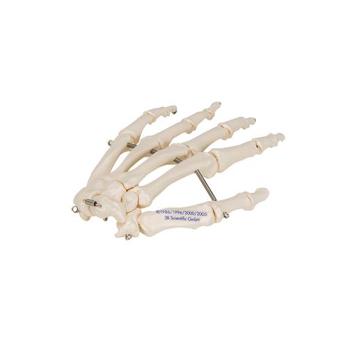 El iskeleti tel üzerine geçirilmiştir - 3B Smart Anatomy, 1019367 [A40], El ve kol iskelet modelleri