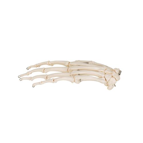 Модель скелета кисти, на проволочном креплении - 3B Smart Anatomy, 1019367 [A40], Модели скелета руки и кисти