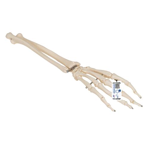 Модель скелета кисти с фрагментами локтевой и лучевой костей скелета, на проволочном креплении - 3B Smart Anatomy, 1019370 [A41], Модели скелета руки и кисти