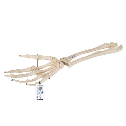 Scheletro della mano con avambraccio, su filo metallico - 3B Smart Anatomy, 1019370 [A41], Modelli di scheletro della mano e del braccio
