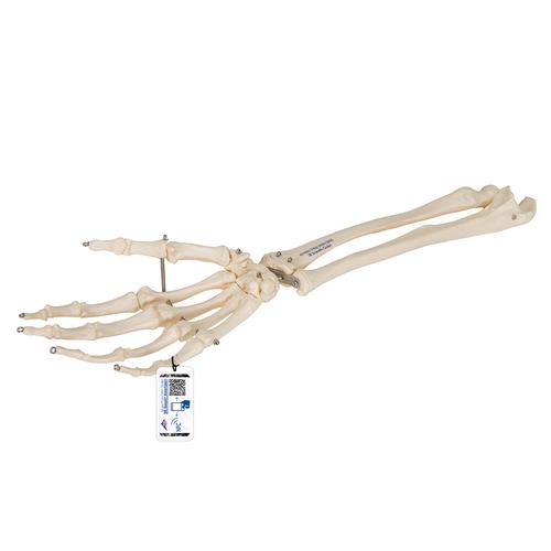 요골과 척골 있는 손모형
Hand Skeleton with portions of ulna and radius, 1019370 [A41], 팔 및 손 골격 모형