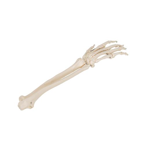 Модель скелета кисти с фрагментами локтевой и лучевой костей скелета, на проволочном креплении - 3B Smart Anatomy, 1019370 [A41], Модели скелета руки и кисти