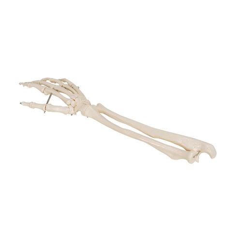 Squelette de la main avec radius et ulna (cubitus), sur fil de fer, 1019370 [A41], Squelettes des membres sup&eacute;rieurs