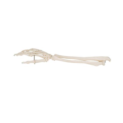 手骨骼，带有部分尺骨和桡骨，不锈钢丝紧连 - 3B Smart Anatomy, 1019370 [A41], 胳膊和手骨骼模型