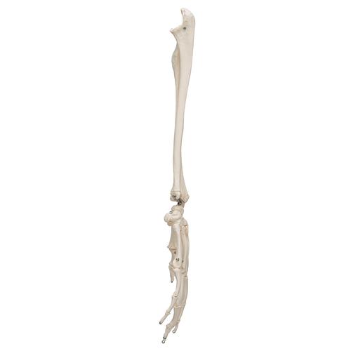 Human Hand Skeleton Model with Ulna & Radius, Wire Mounted - 3B Smart Anatomy, 1019370 [A41], Arm and Hand Skeleton Models