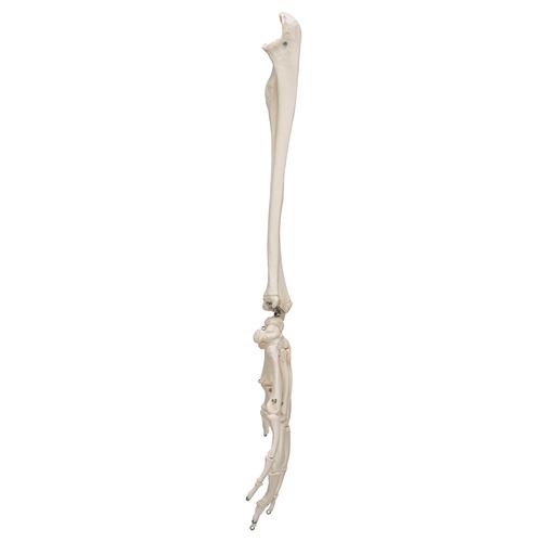 요골과 척골 있는 손모형
Hand Skeleton with portions of ulna and radius, 1019370 [A41], 팔 및 손 골격 모형