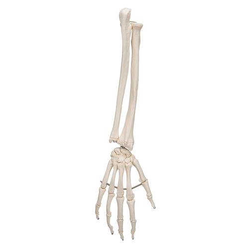Squelette de la main avec radius et ulna (cubitus), sur fil de fer, 1019370 [A41], Squelettes des membres sup&eacute;rieurs