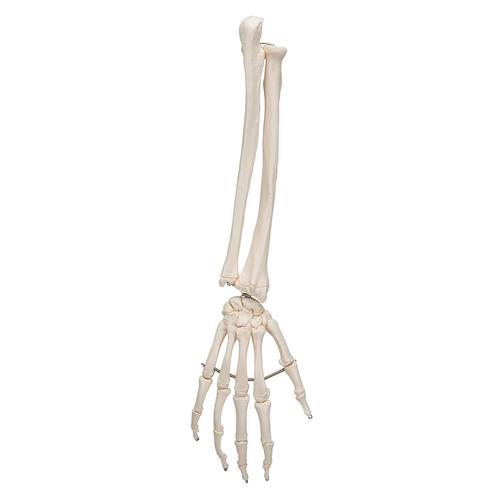 手骨骼，带有部分尺骨和桡骨，不锈钢丝紧连 - 3B Smart Anatomy, 1019370 [A41], 胳膊和手骨骼模型