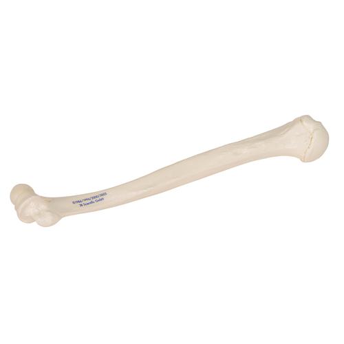 Húmero - 3B Smart Anatomy, 1019372 [A45/1], Modelos de esqueleto de brazo y mano