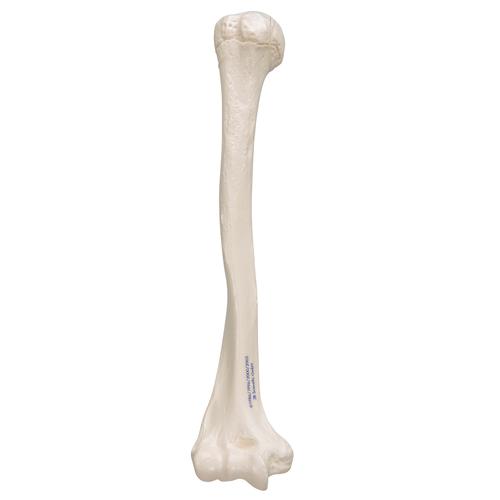 Üst kol kemikleri - 3B Smart Anatomy, 1019372 [A45/1], El ve kol iskelet modelleri