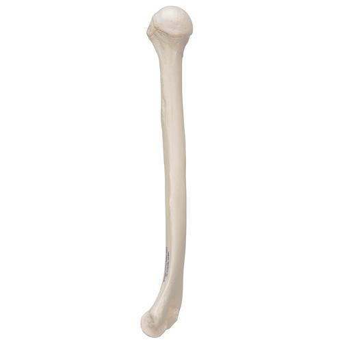 肱骨 - 3B Smart Anatomy, 1019372 [A45/1], 胳膊和手骨骼模型