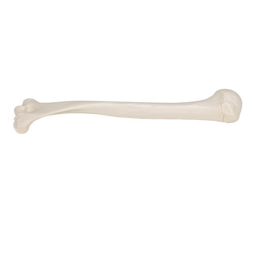 Humérus - 3B Smart Anatomy, 1019372 [A45/1], Squelettes des membres supérieurs
