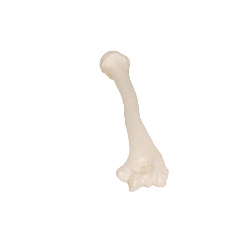 Úmero, 1019372 [A45/1], Modelos de esqueletos do braço e mão