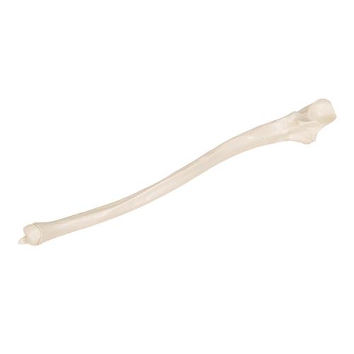 Ulna, 1019373 [A45/2], Modelos de esqueletos do bra&ccedil;o e m&atilde;o