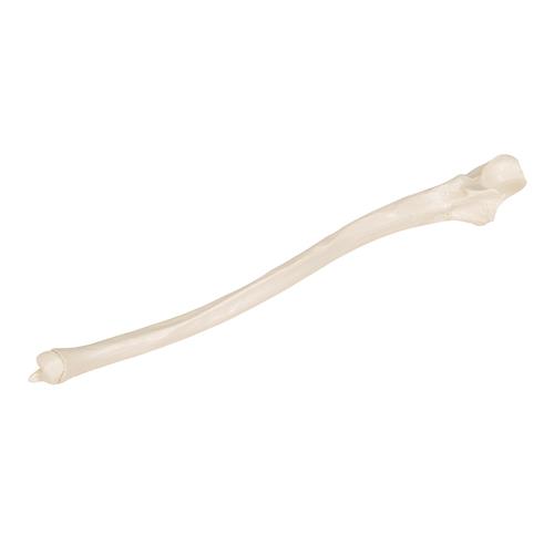 척골 모형  Human Ulna Model - 3B Smart Anatomy, 1019373 [A45/2], 팔 및 손 골격 모형