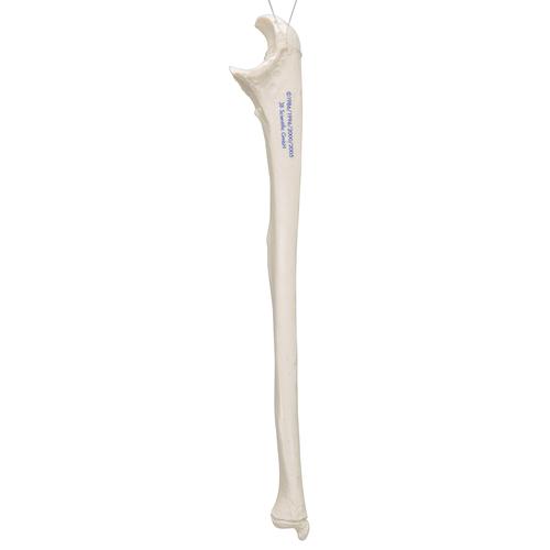 尺骨 - 3B Smart Anatomy, 1019373 [A45/2], 胳膊和手骨骼模型
