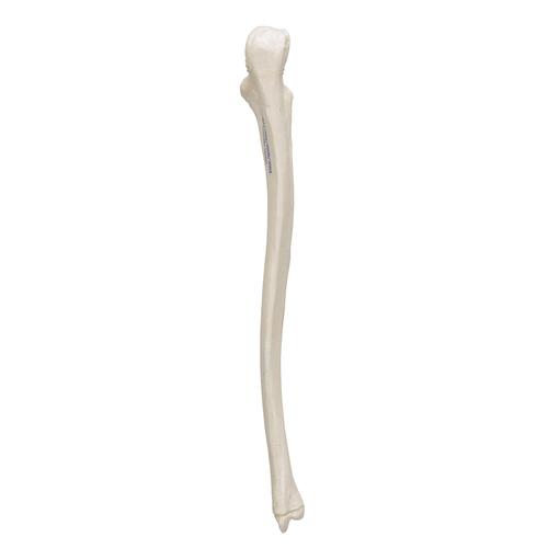 Human Ulna Model - 3B Smart Anatomy, 1019373 [A45/2], Arm and Hand Skeleton Models
