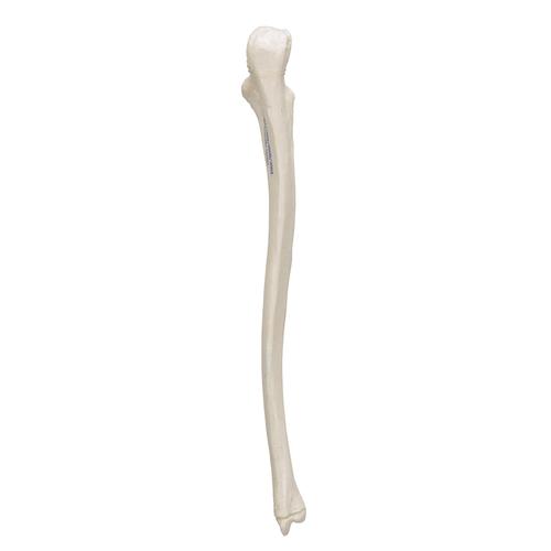 Ulna, 1019373 [A45/2], Modelos de esqueletos do bra&ccedil;o e m&atilde;o