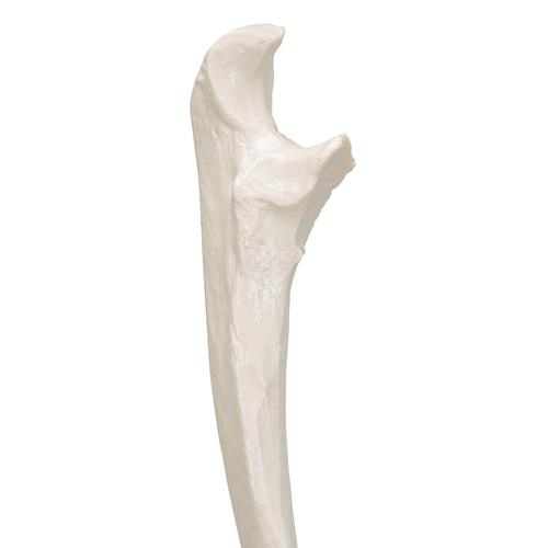 Human Ulna Model - 3B Smart Anatomy, 1019373 [A45/2], Arm and Hand Skeleton Models