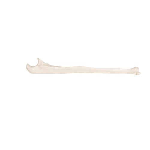 Модель локтевой кости - 3B Smart Anatomy, 1019373 [A45/2], Модели скелета руки и кисти