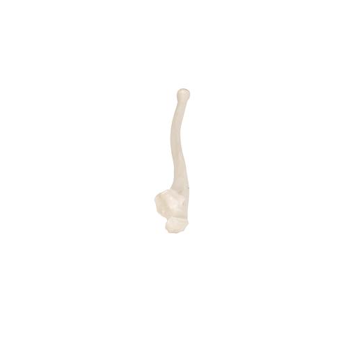 Ulna, 1019373 [A45/2], Modelos de esqueletos do bra&ccedil;o e m&atilde;o