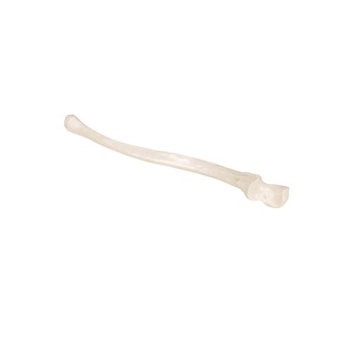 Ulna - 3B Smart Anatomy, 1019373 [A45/2], Modelli di scheletro della mano e del braccio
