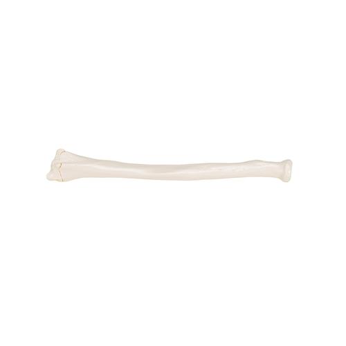 桡骨 - 3B Smart Anatomy, 1019374 [A45/3], 胳膊和手骨骼模型