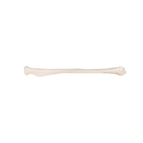 Модель лучевой кости - 3B Smart Anatomy, 1019374 [A45/3], Модели скелета руки и кисти