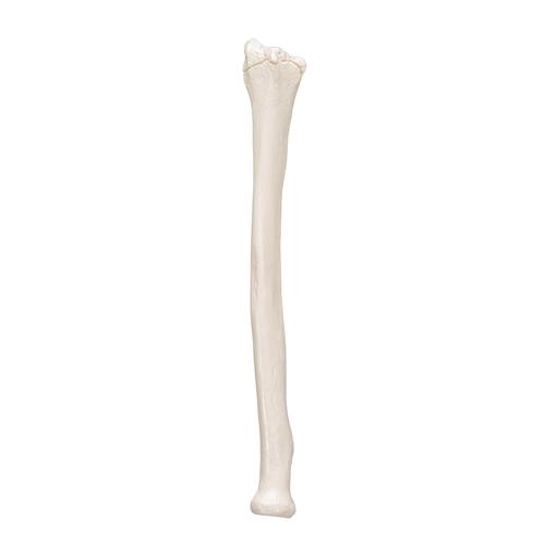Human Radius Model - 3B Smart Anatomy, 1019374 [A45/3], Arm and Hand Skeleton Models