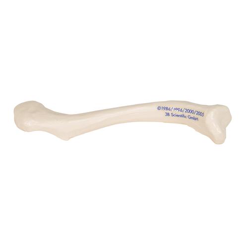 Köprücük kemiği - 3B Smart Anatomy, 1019376 [A45/5], Tek kemik modelleri