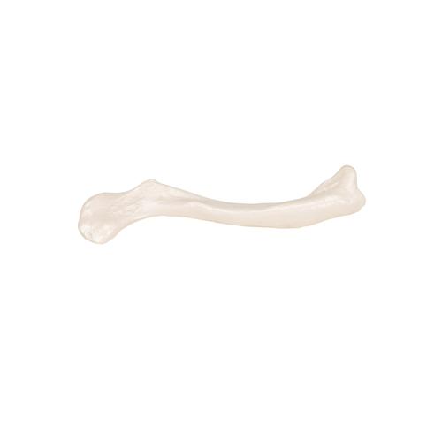 Human Clavicle Model - 3B Smart Anatomy, 1019376 [A45/5], Individual Bone Models