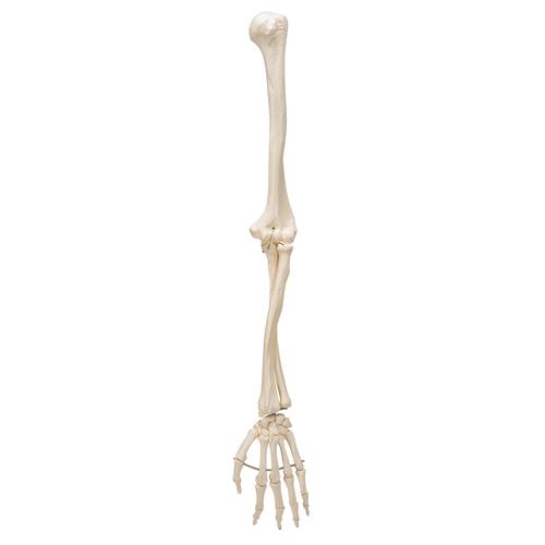 Esqueleto do Braço, 1019371 [A45], Modelos de esqueletos do braço e mão