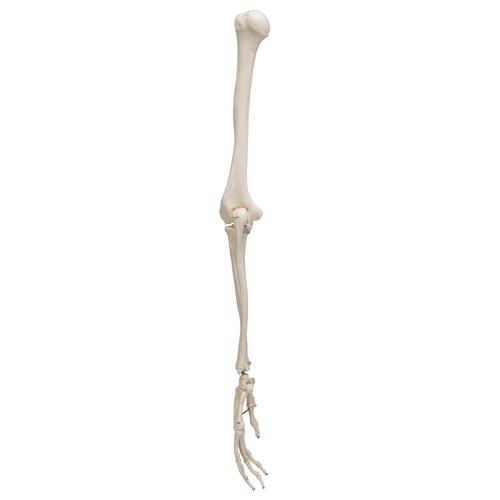 臂骨胳 - 3B Smart Anatomy, 1019371 [A45], 胳膊和手骨骼模型