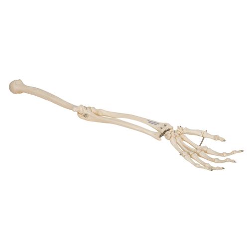 Human Arm Skeleton Model, Wire Mounted - 3B Smart Anatomy, 1019371 [A45], Arm and Hand Skeleton Models