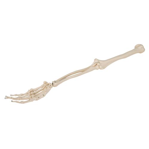 Модель скелета руки - 3B Smart Anatomy, 1019371 [A45], Модели скелета руки и кисти