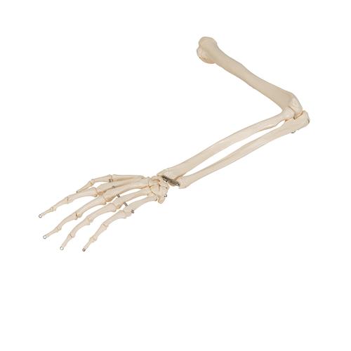 Human Arm Skeleton Model, Wire Mounted - 3B Smart Anatomy, 1019371 [A45], Arm and Hand Skeleton Models