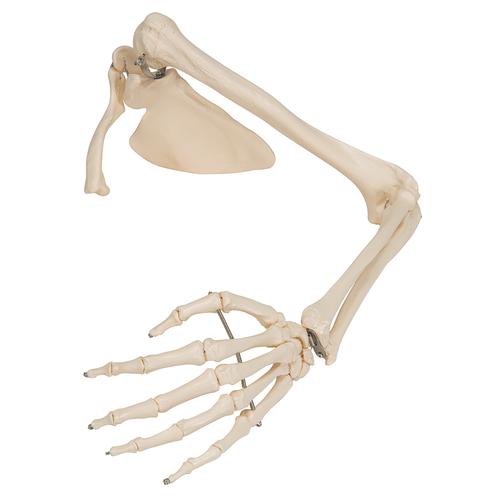 Squelette du membre supérieur avec scapula (omoplate) et clavicule - 3B Smart Anatomy, 1019377 [A46], Squelettes des membres supérieurs