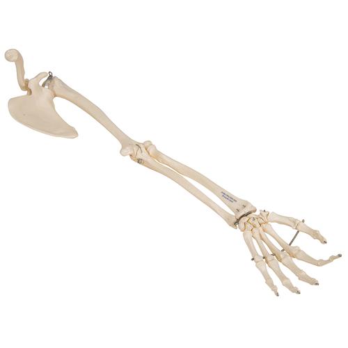 Human Arm Skeleton Model with Scapula & Clavicle - 3B Smart Anatomy, 1019377 [A46], Arm and Hand Skeleton Models