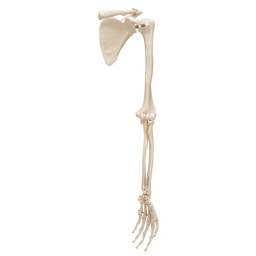 Esqueleto del Brazo con escapula y clavicula - 3B Smart Anatomy, 1019377 [A46], Modelos de esqueleto de brazo y mano